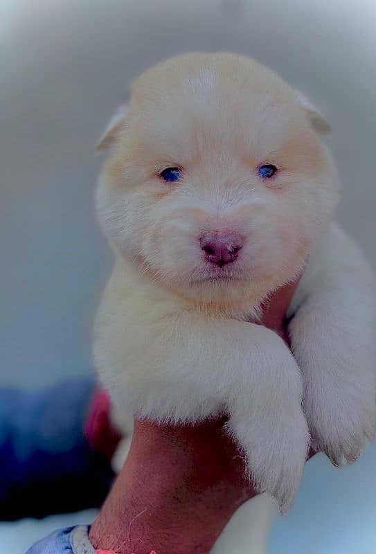 puppies available for sale,Siberian Husky puppies, white husky puppies 3