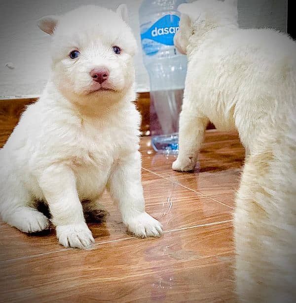 puppies available for sale,Siberian Husky puppies, white husky puppies 4