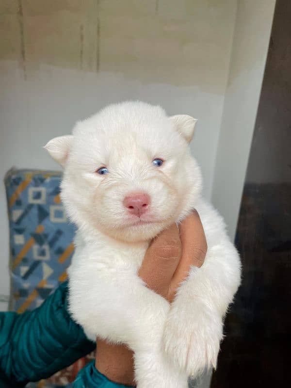 puppies available for sale,Siberian Husky puppies, white husky puppies 5