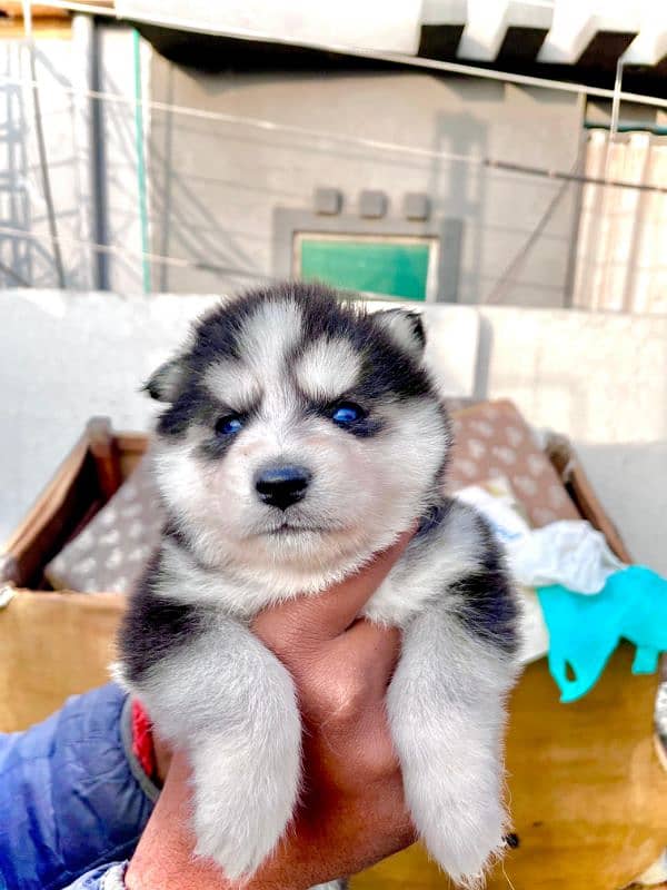 puppies available for sale,Siberian Husky puppies, white husky puppies 6