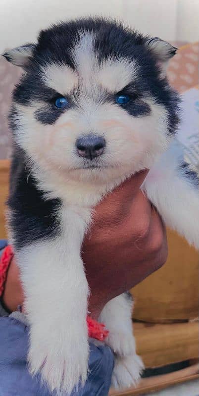 puppies available for sale,Siberian Husky puppies, white husky puppies 9