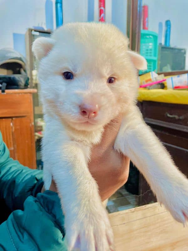 puppies available for sale,Siberian Husky puppies, white husky puppies 10