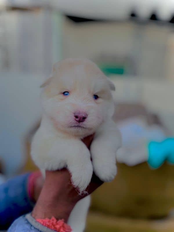 puppies available for sale,Siberian Husky puppies, white husky puppies 11