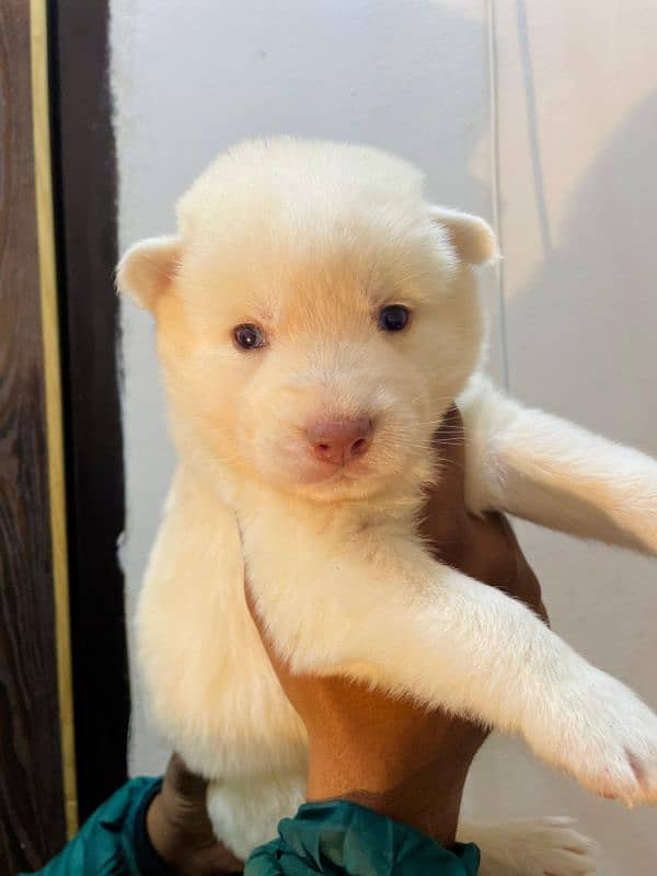 puppies available for sale,Siberian Husky puppies, white husky puppies 12