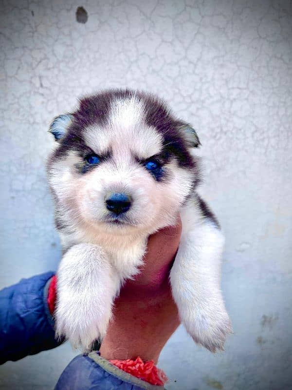 puppies available for sale,Siberian Husky puppies, white husky puppies 13