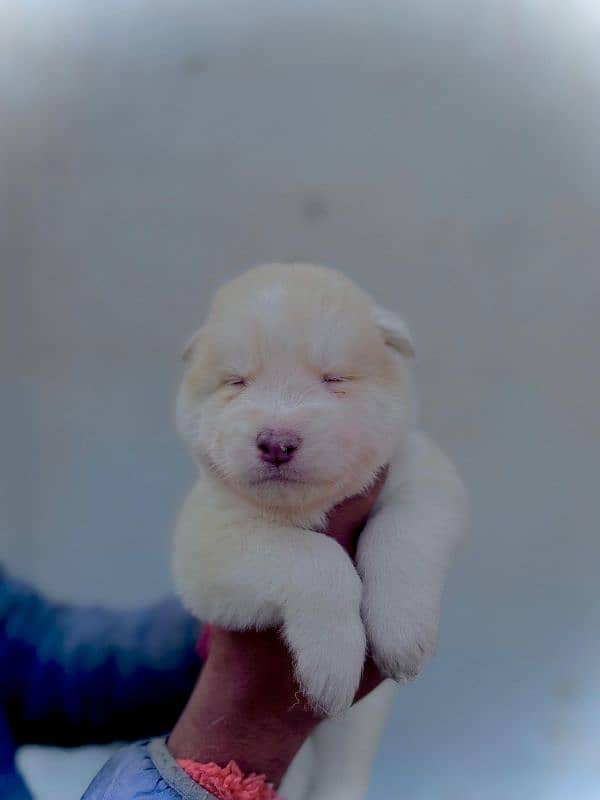 puppies available for sale,Siberian Husky puppies, white husky puppies 14