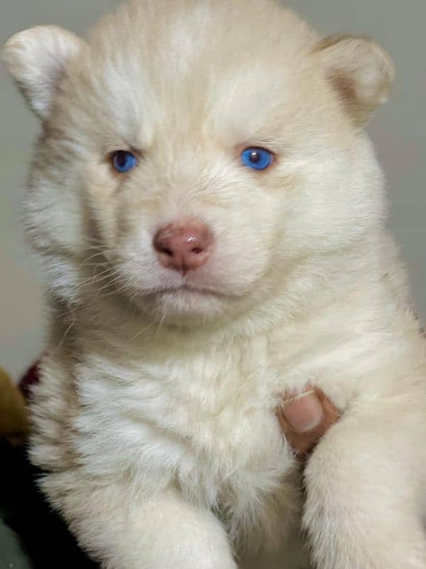 puppies available for sale,Siberian Husky puppies, white husky puppies 15