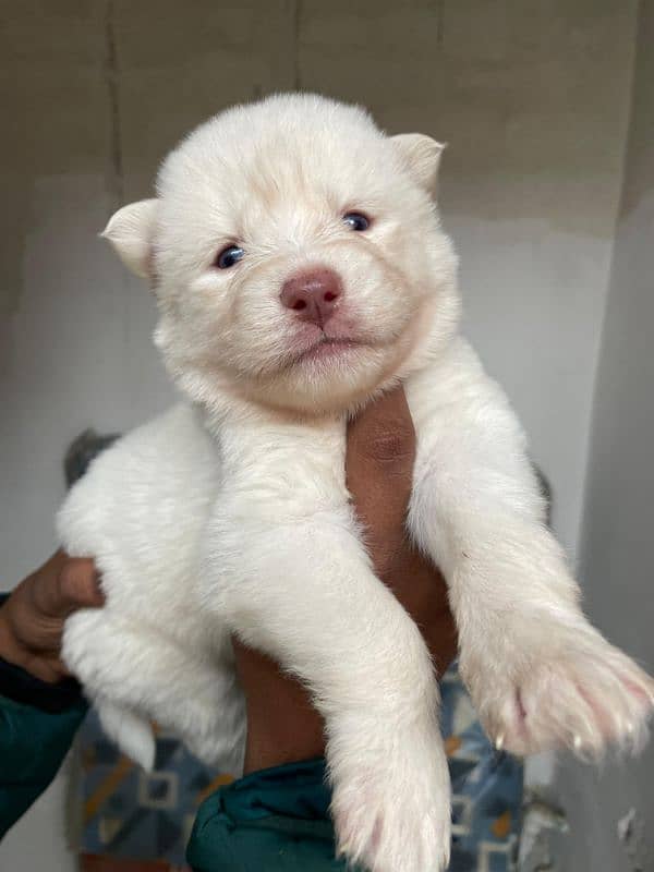 puppies available for sale,Siberian Husky puppies, white husky puppies 16