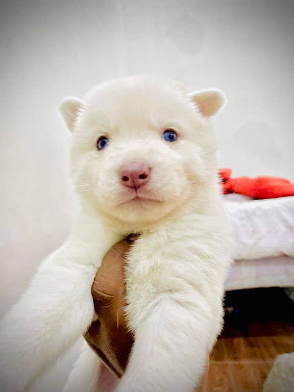 puppies available for sale,Siberian Husky puppies, white husky puppies 17