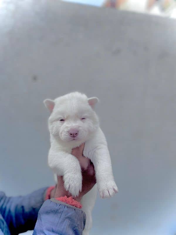 puppies available for sale,Siberian Husky puppies, white husky puppies 18