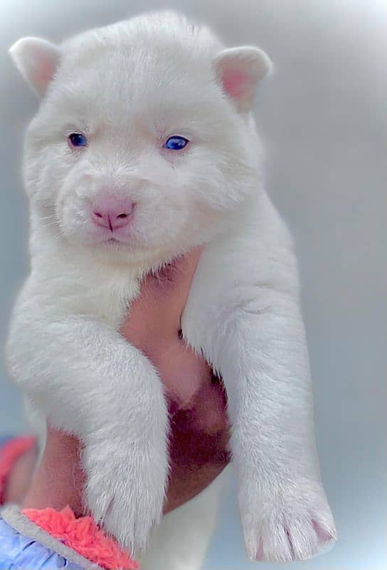 puppies available for sale,Siberian Husky puppies, white husky puppies 19