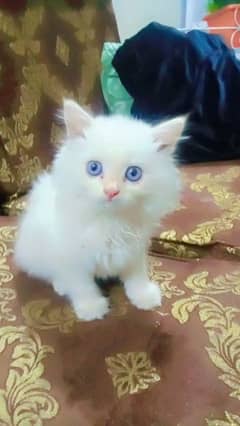 blue eyes triple cot cat