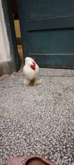 Bantam male for sale Fancy male