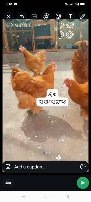 heavy Cochin Chick's 03248367015 7