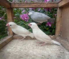 love birds Albino black ayes and jawa breedar pears