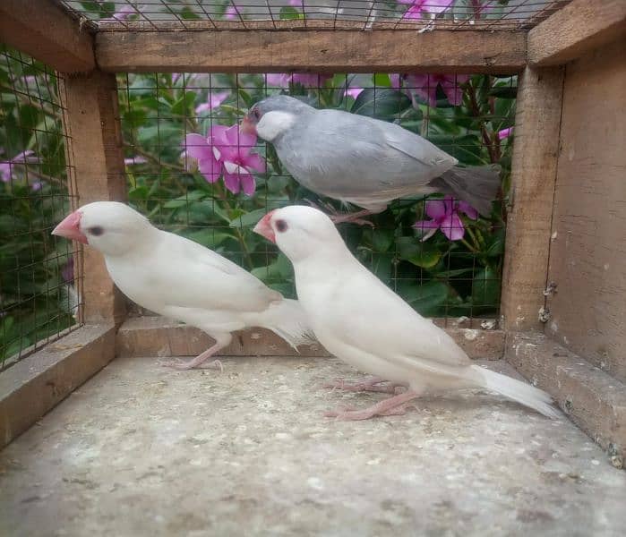 love birds Albino black ayes and jawa breedar pears 0