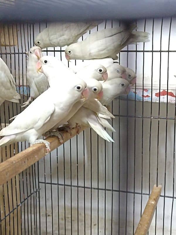 love birds Albino black ayes and jawa breedar pears 1