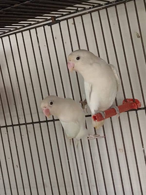 love birds Albino black ayes and jawa breedar pears 2