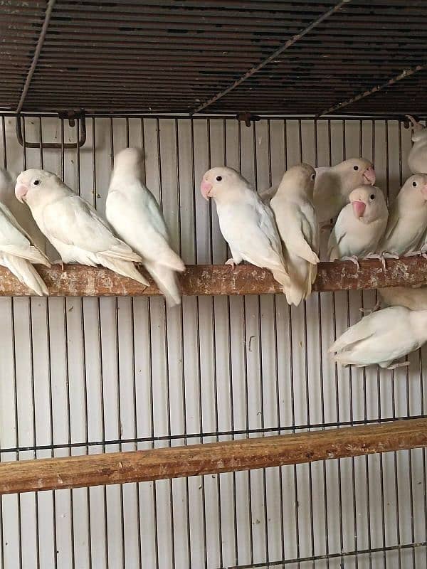 love birds Albino black ayes and jawa breedar pears 3