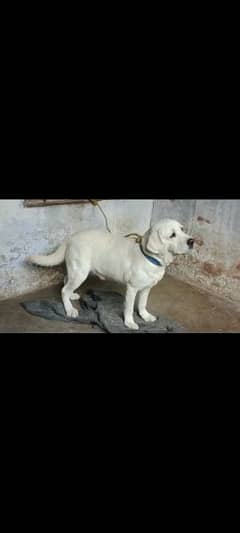 Labrador male show quality. .