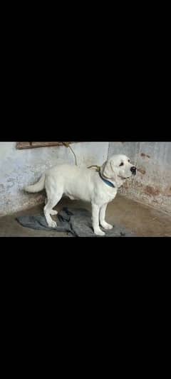 Labrador male available for sale.