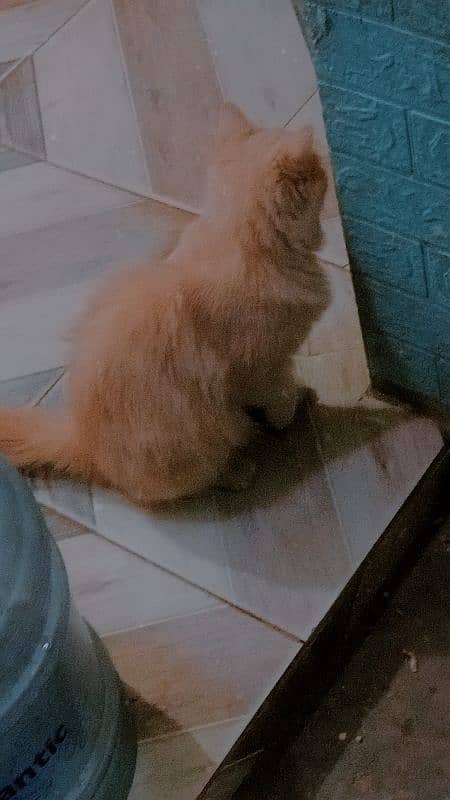 Cream punch Persian cat 0