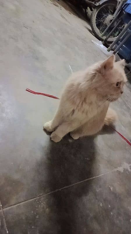 Cream punch Persian cat 2