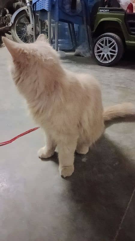 Cream punch Persian cat 3