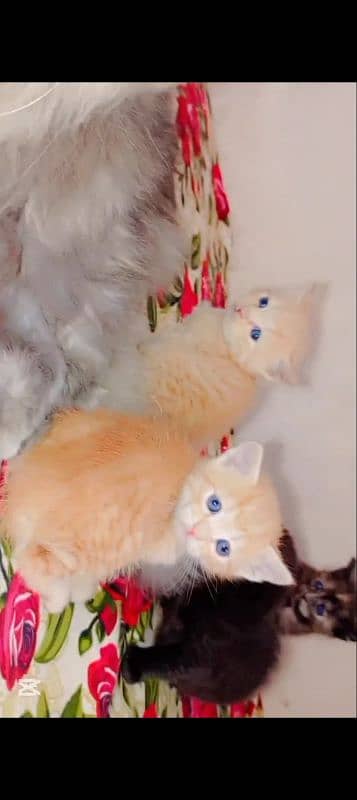 Persian kittens Available for sale 0