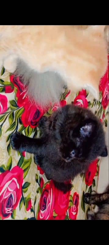 Persian kittens Available for sale 1