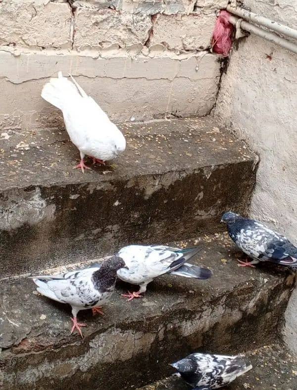 perwazi pigeons 0