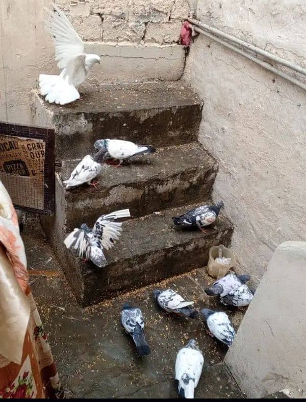 perwazi pigeons 2