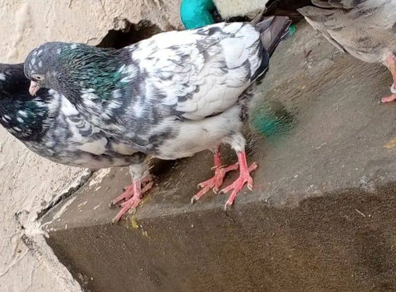 perwazi pigeons 5