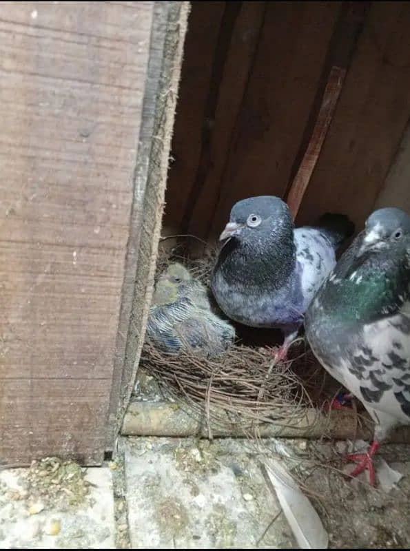 perwazi pigeons 8