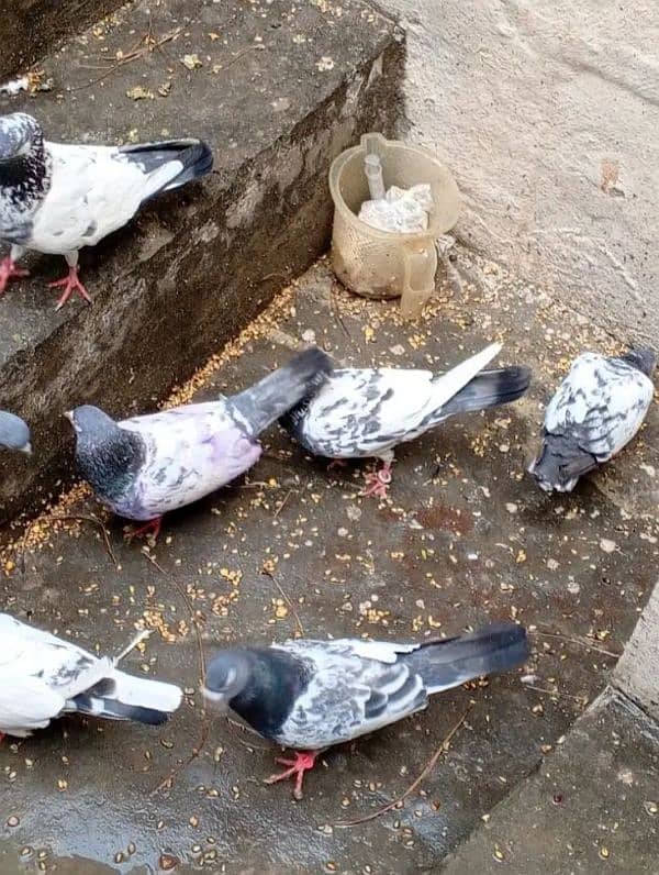 perwazi pigeons 9