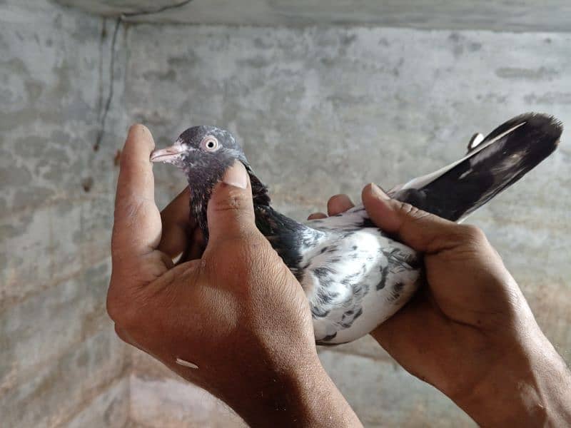 perwazi pigeons 10