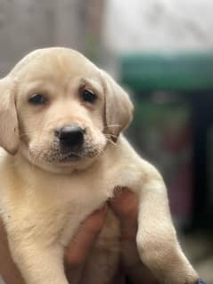 labrador Male Puppie