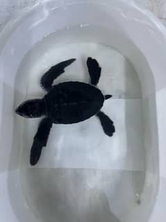 turtle for sale