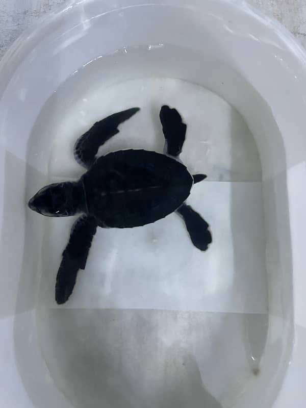 turtle for sale 0