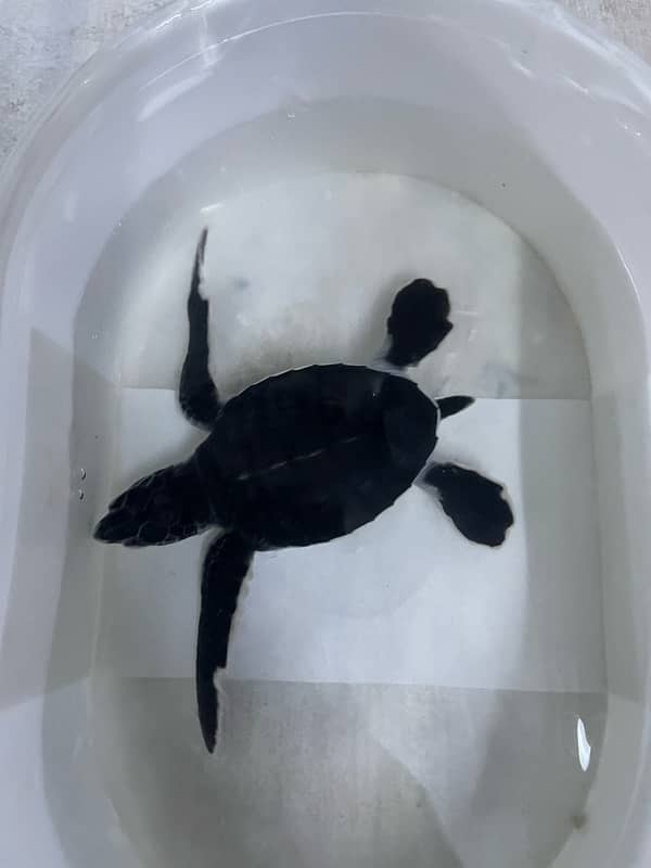 turtle for sale 1