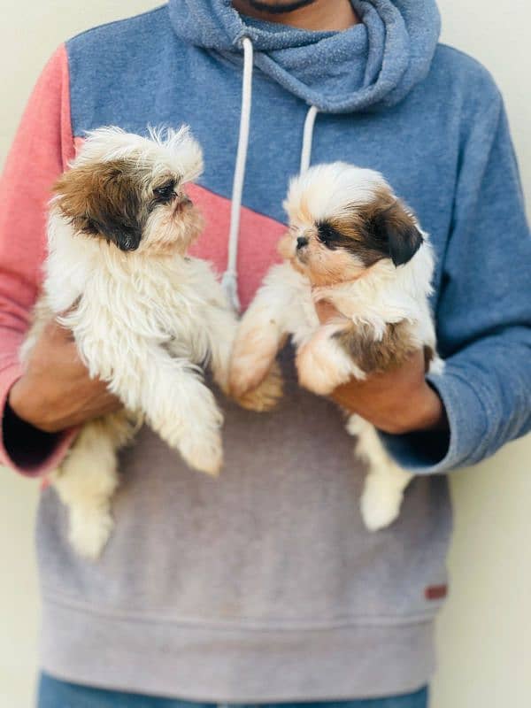 High Quality Shihtzu Puppies 2