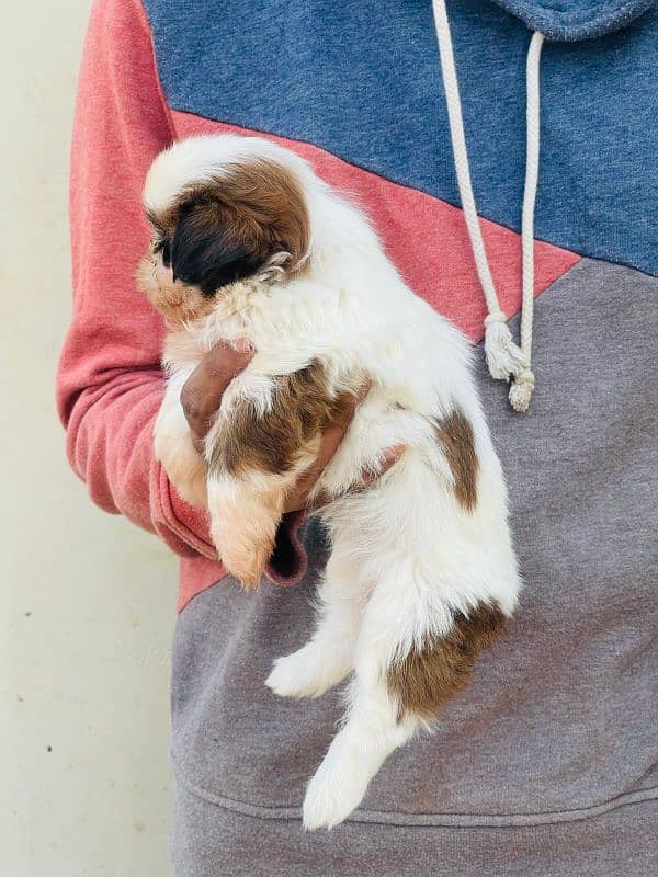 High Quality Shihtzu Puppies 3