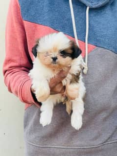 Show class Quality Shihtzu pair imported bloodline