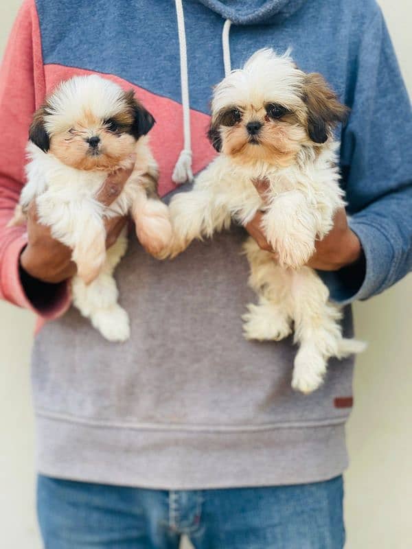 Show class Quality Shihtzu pair imported bloodline 2