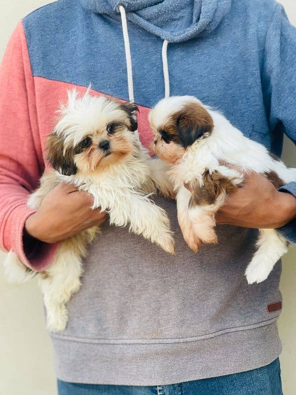 Show class Quality Shihtzu pair imported bloodline 3