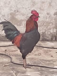 deferent hen for sale