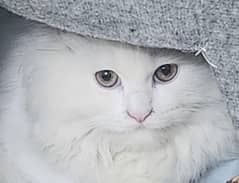 Persian Cat