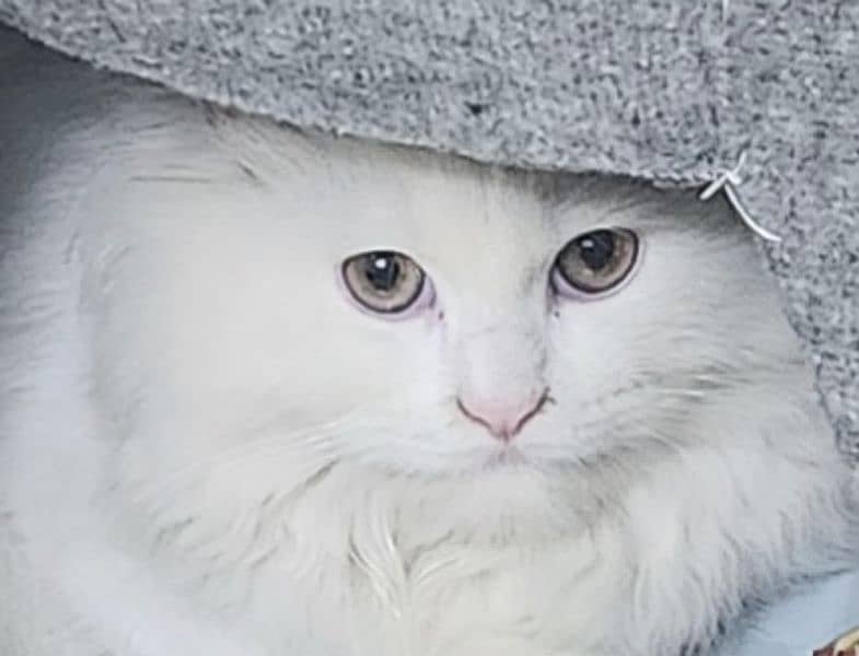 Persian Cat 0