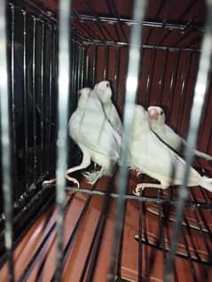 Java Bird Chicks (Silver, Gray, White) & Breeder Pairs for Sale