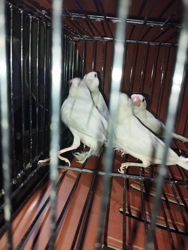 Java Bird Chicks (Silver, Gray, White) & Breeder Pairs for Sale 0